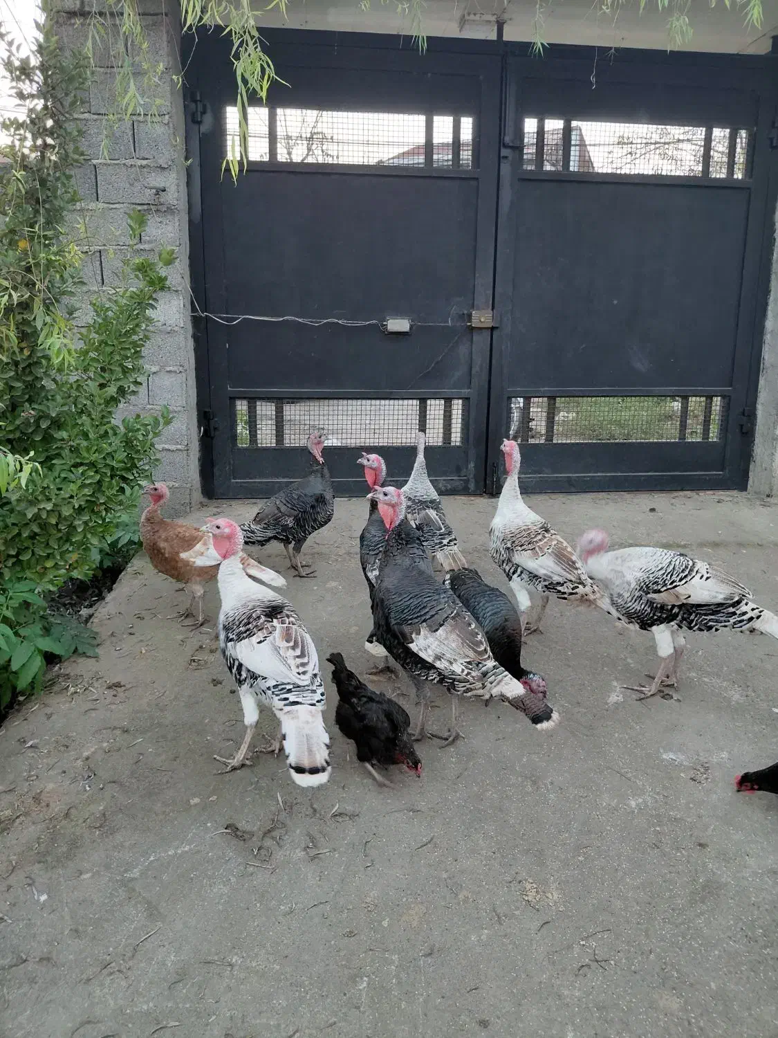 بوقلمون کیلویی 350|حیوانات مزرعه|لاهیجان, لفمجان|دیوار