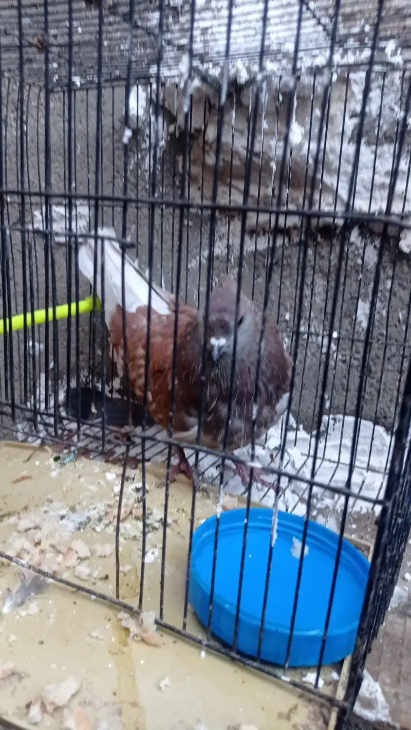 کبوتر|پرنده|سیلوانه, |دیوار