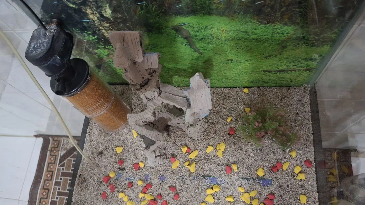 آکواریوم|ماهیگیری|فردیس, سرحدی|دیوار