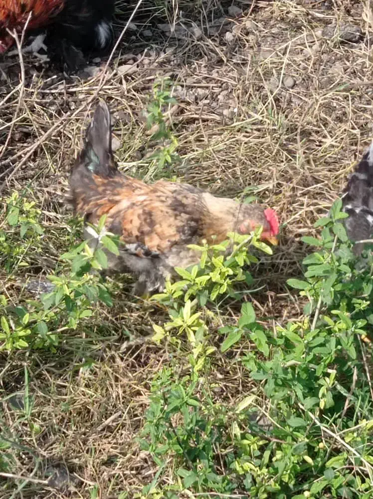 چند عدد خروس پاپری|حیوانات مزرعه|رشت, لاکان شهر|دیوار