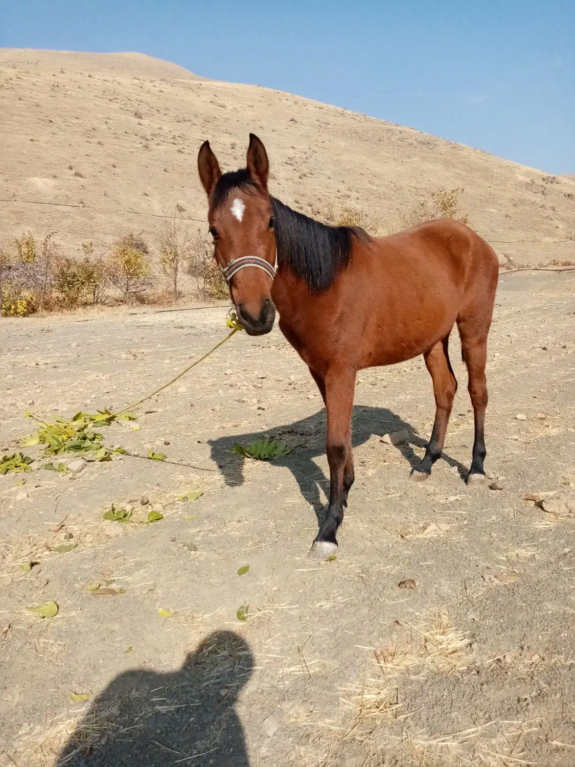 اسب ترکمن|اسب و تجهیزات اسب‌سواری|سنندج, |دیوار