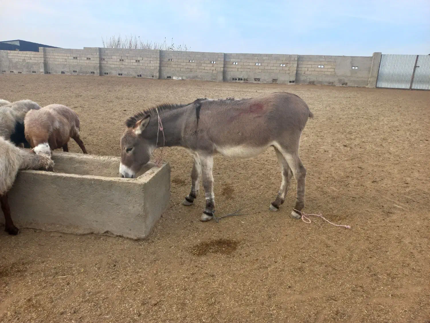 خرجوان چاق|حیوانات مزرعه|گنبد کاووس, |دیوار