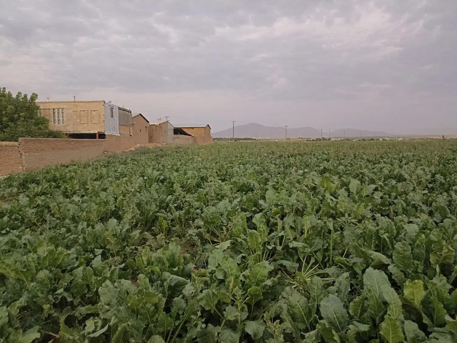 فروش زمین مسکونی|فروش زمین و ملک کلنگی|زاغه, |دیوار