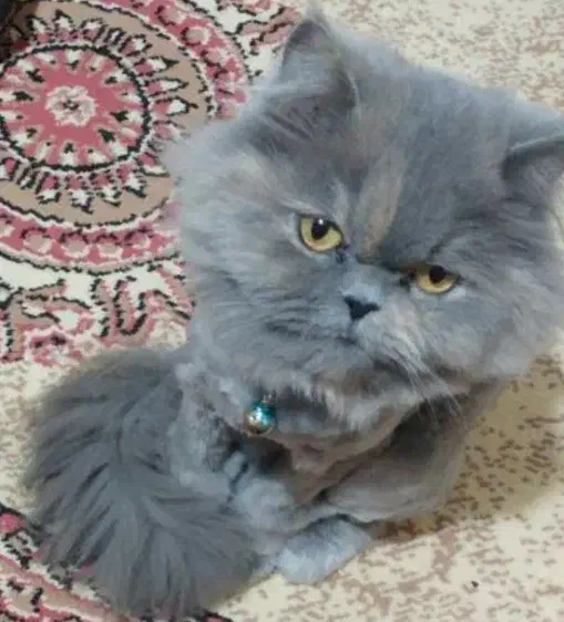 گربه گمشده|حیوانات|خسروشاه, |دیوار