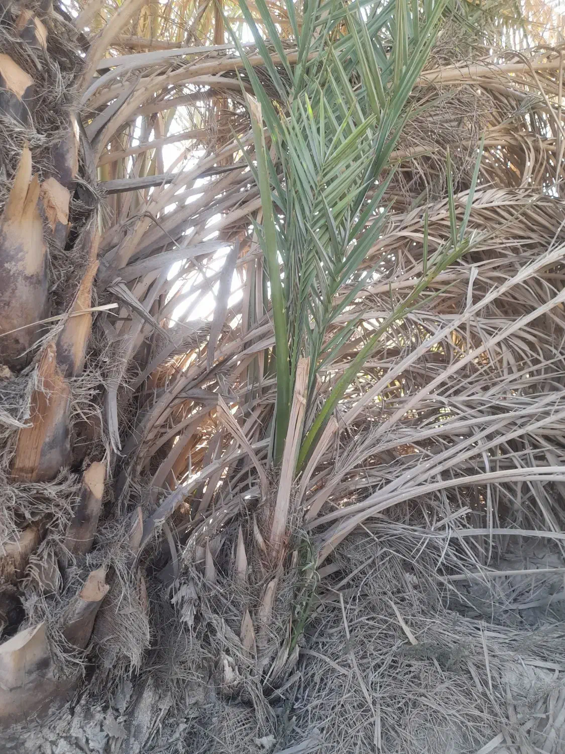 بچه نخل|گل و گیاه طبیعی|چمران, |دیوار