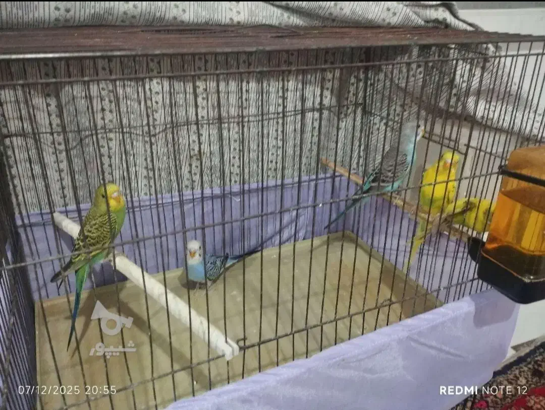 مرغ عشق|پرنده|فردیس, نگارستان|دیوار