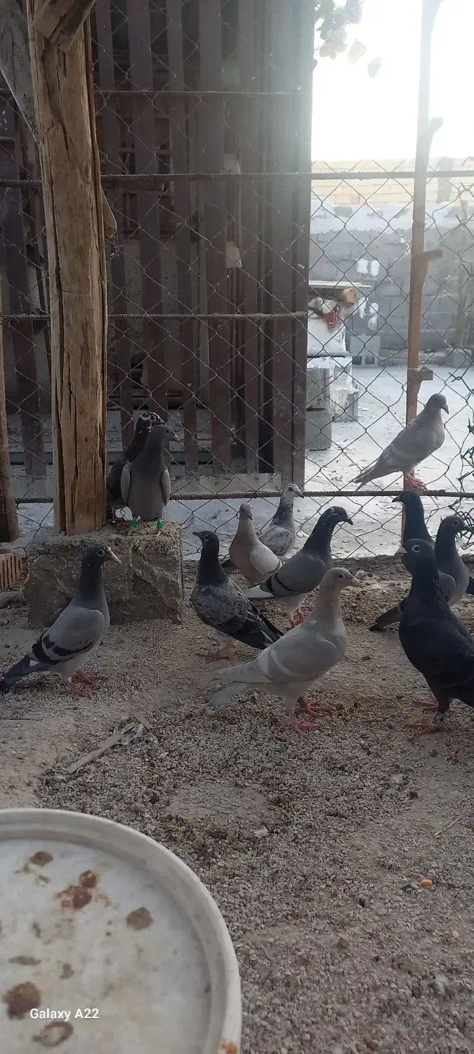 فروش کبوتر|پرنده|برازجان, |دیوار