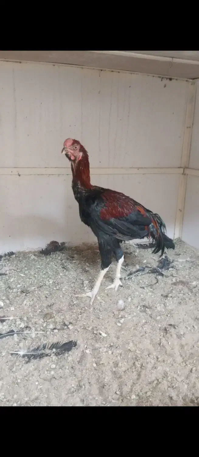 مرغ و خروس لاری|حیوانات مزرعه|ری, علایین|دیوار