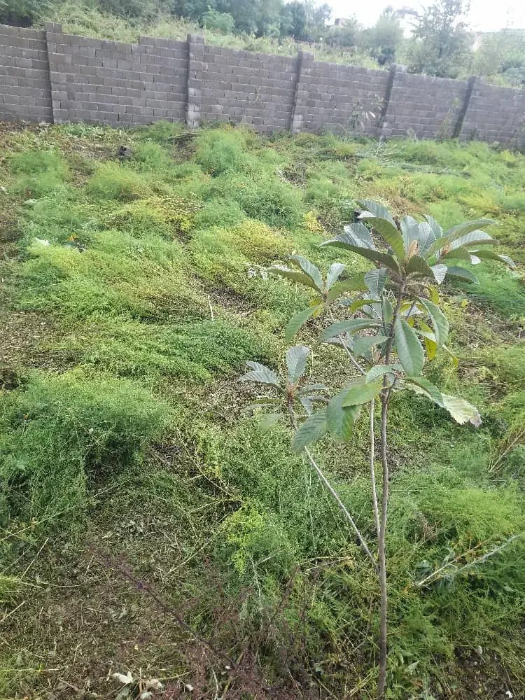 زمین ۴۰۰ متری نزدیک بحر خیابان اصلی تنکابن|فروش زمین و ملک کلنگی|شیرود, |دیوار