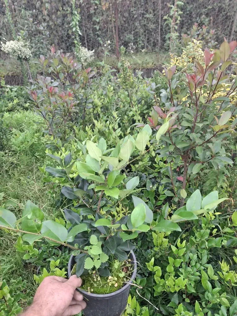 یاس سطل ۳ و نیم|گل و گیاه طبیعی|رحیم‌آباد, |دیوار