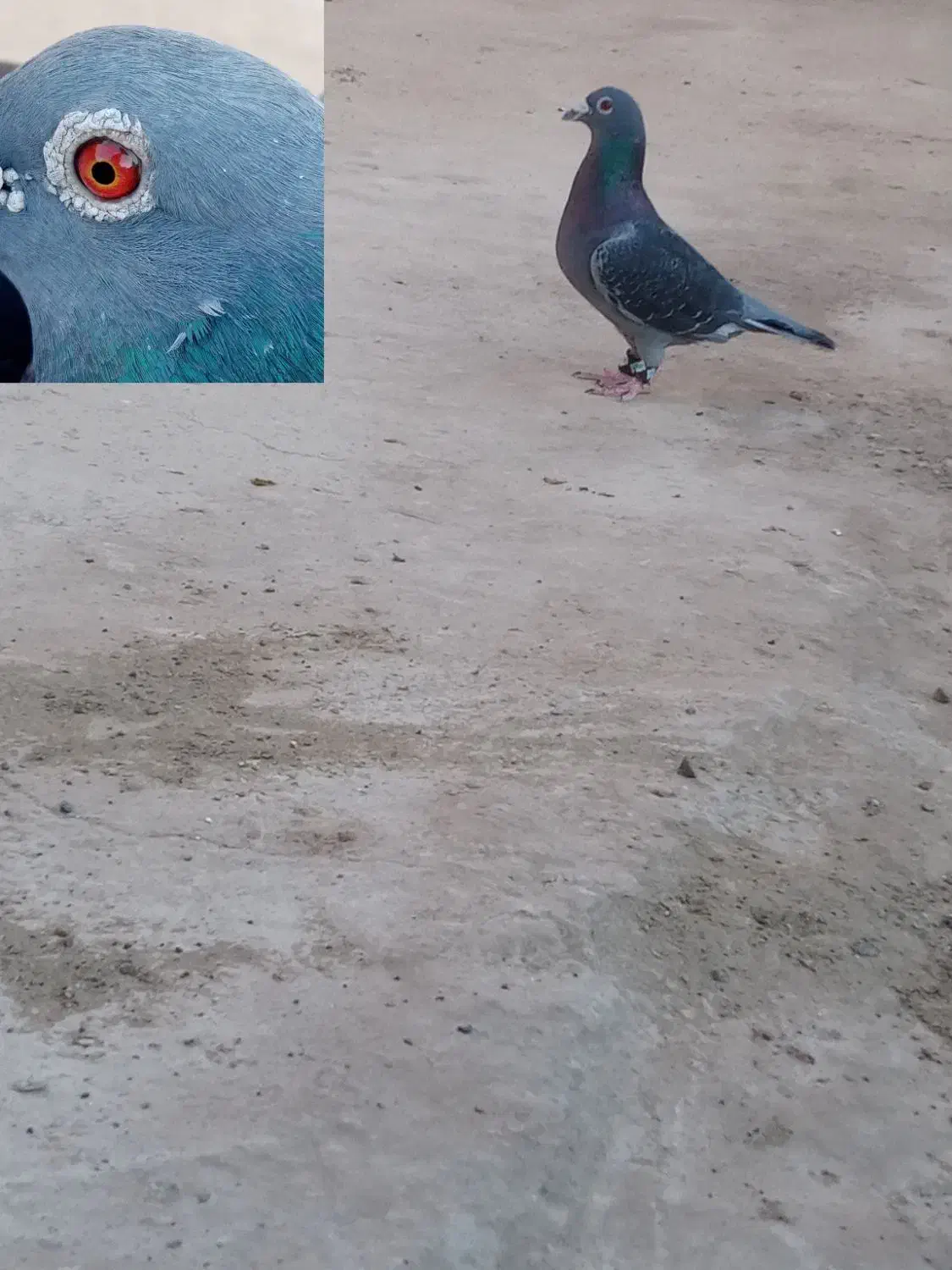 کبوتر نر مسافتی|پرنده|زهک, |دیوار