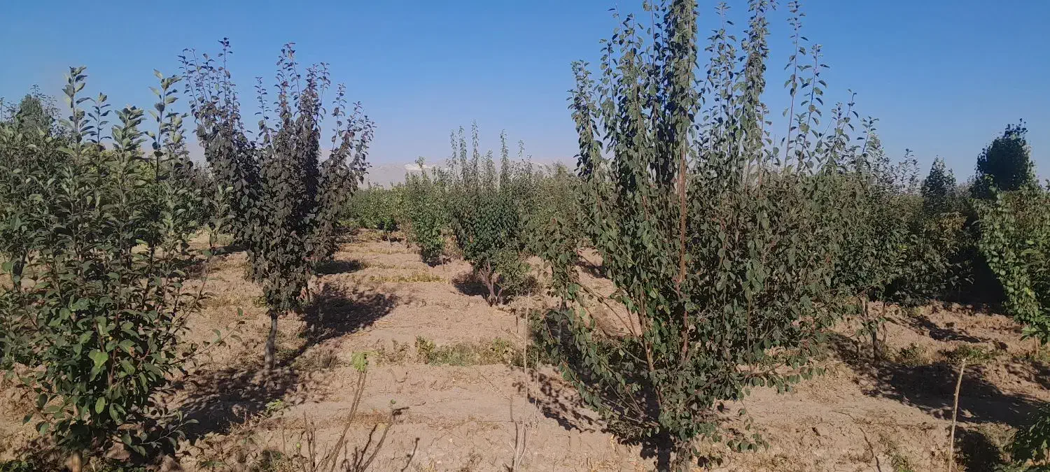 باغ|فروش زمین و ملک کلنگی|یامچی, |دیوار