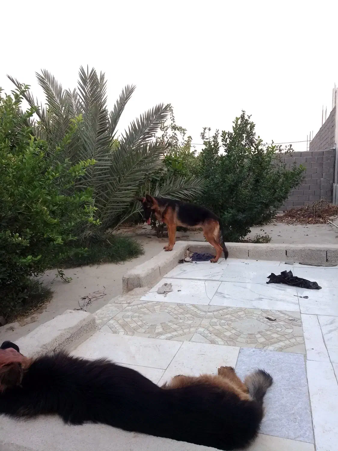 ژرمن شپرد نر و ماده یک و نیم ساله|سگ|بندر کنگان, |دیوار