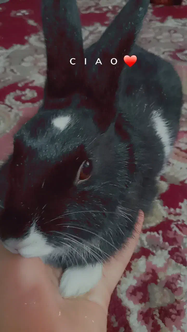 خرگوش|موش و خرگوش|آق قلا, |دیوار