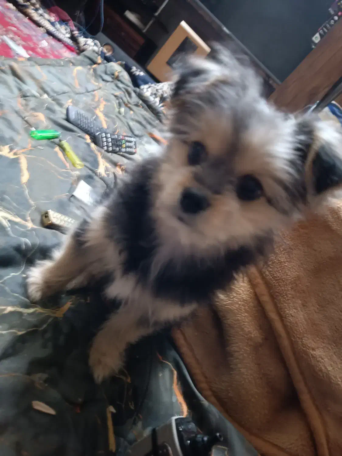 جفت پامرین|سگ|جوادآباد, |دیوار