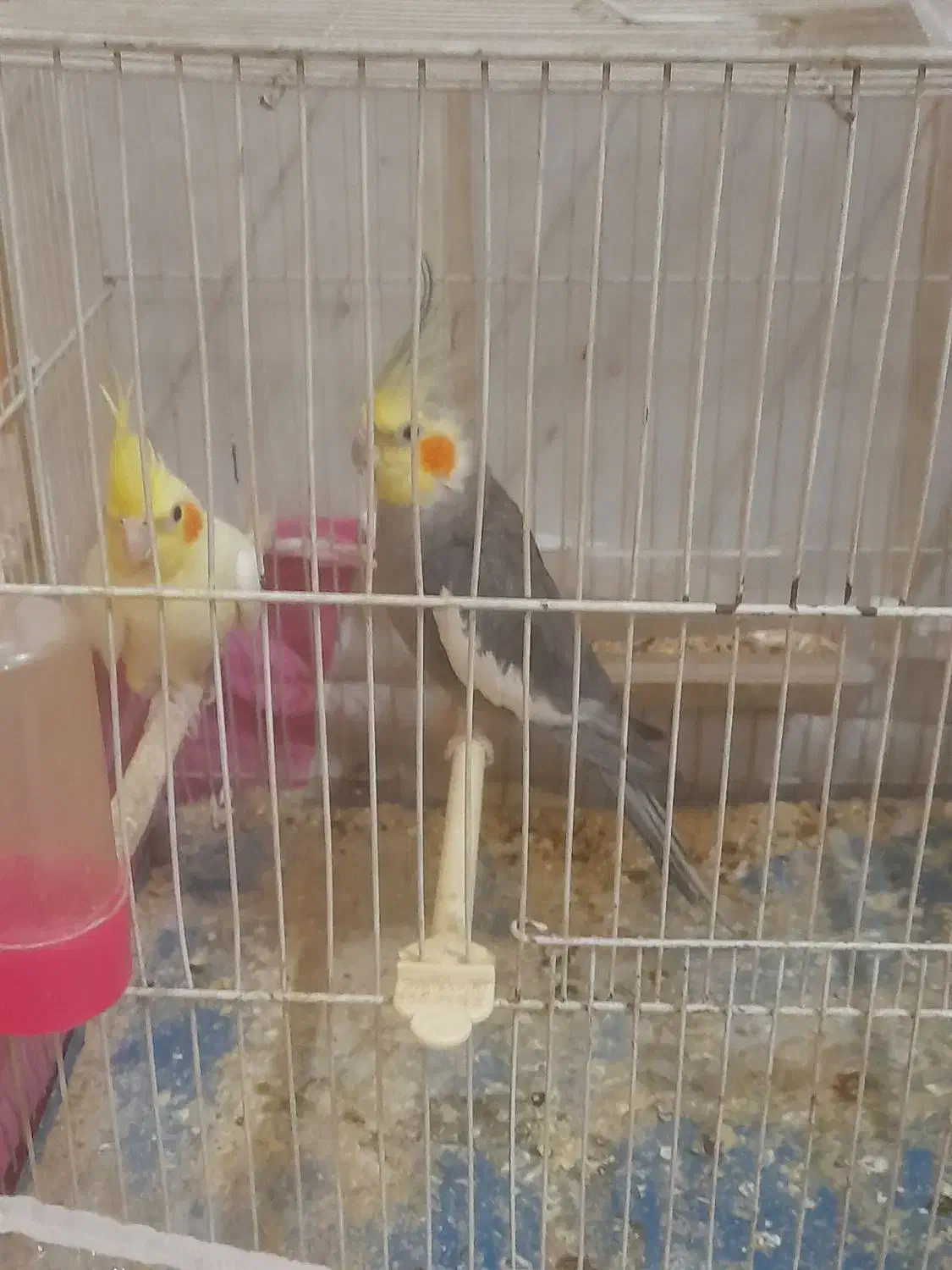 یک جفت عروس هلندی بشرط تخم جوجه معاوضه با کفتر|پرنده|مشهد, نوید|دیوار