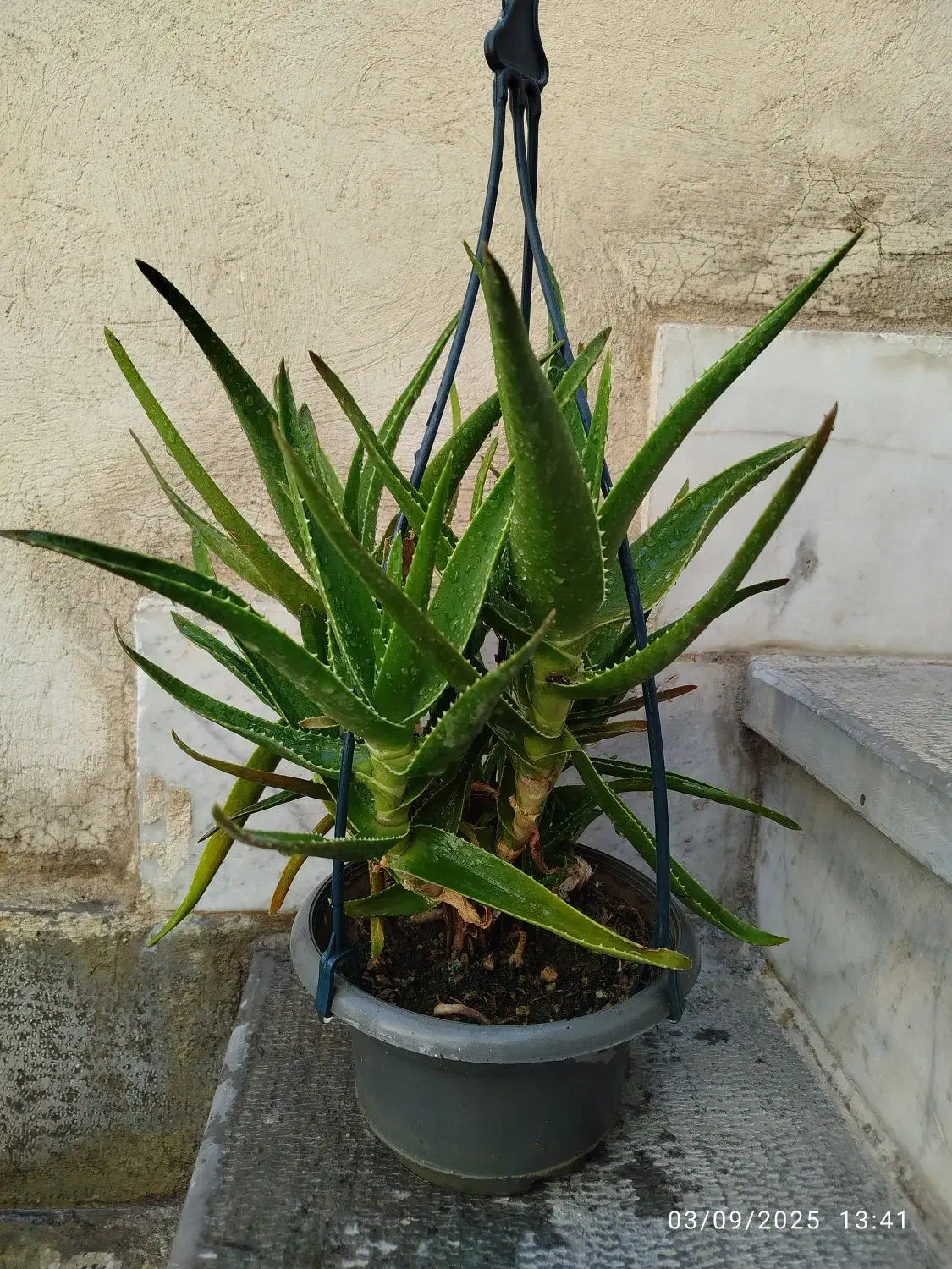 انواع گل های اپارتمانی|گل و گیاه طبیعی|کرج, گوهردشت|دیوار