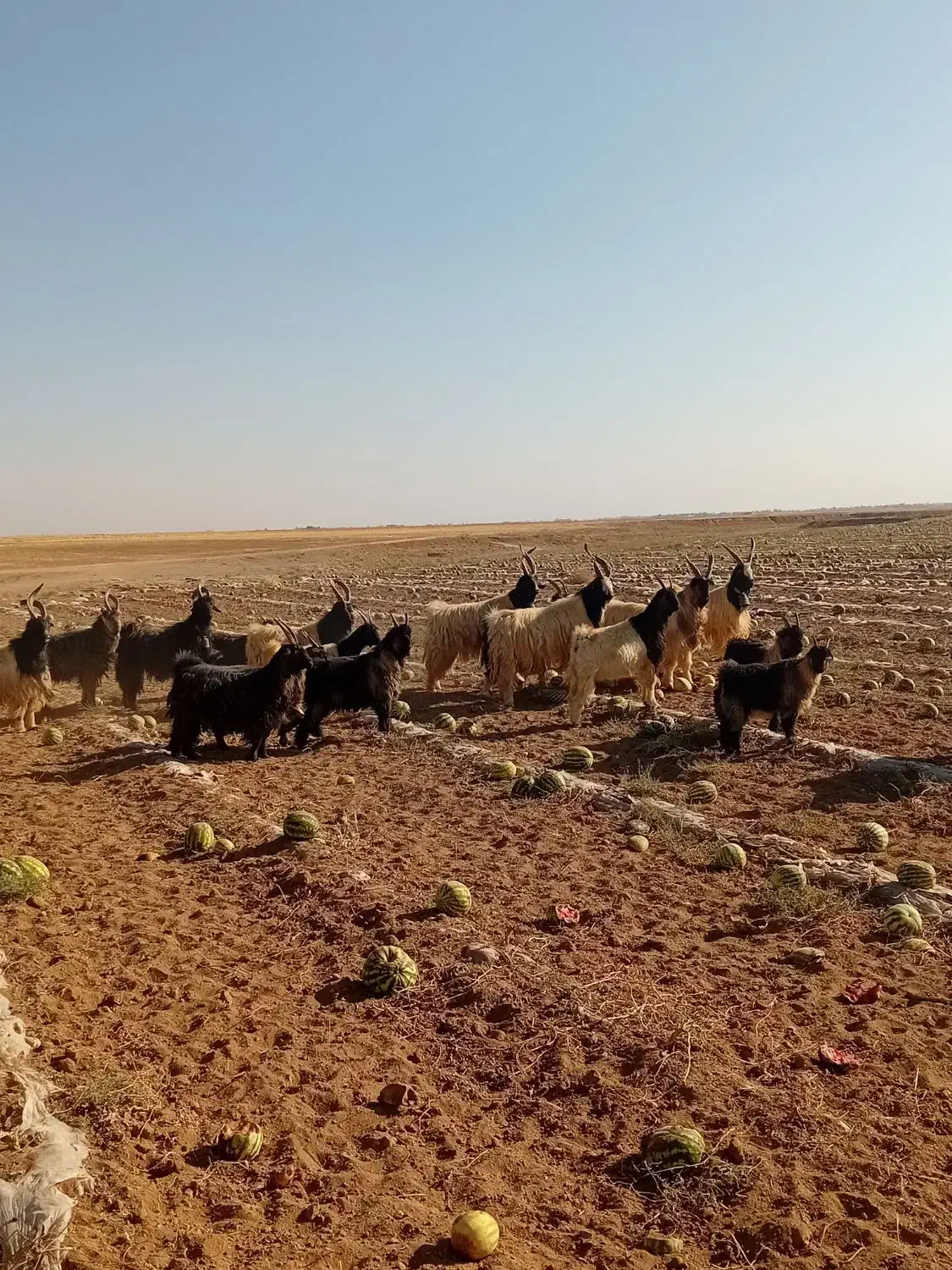 فروشچندراسدوبروبزغالهدوبری|حیوانات مزرعه|فرمهین, |دیوار