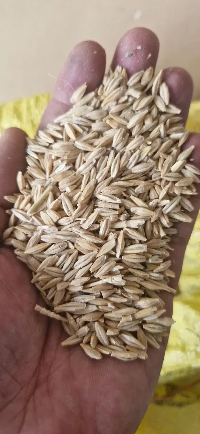 جو فروشی بذری|حراج|گنبد کاووس, |دیوار