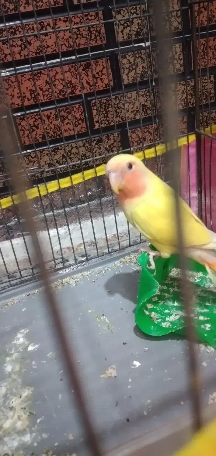 کوتوله برزیلی|پرنده|جهرم, |دیوار