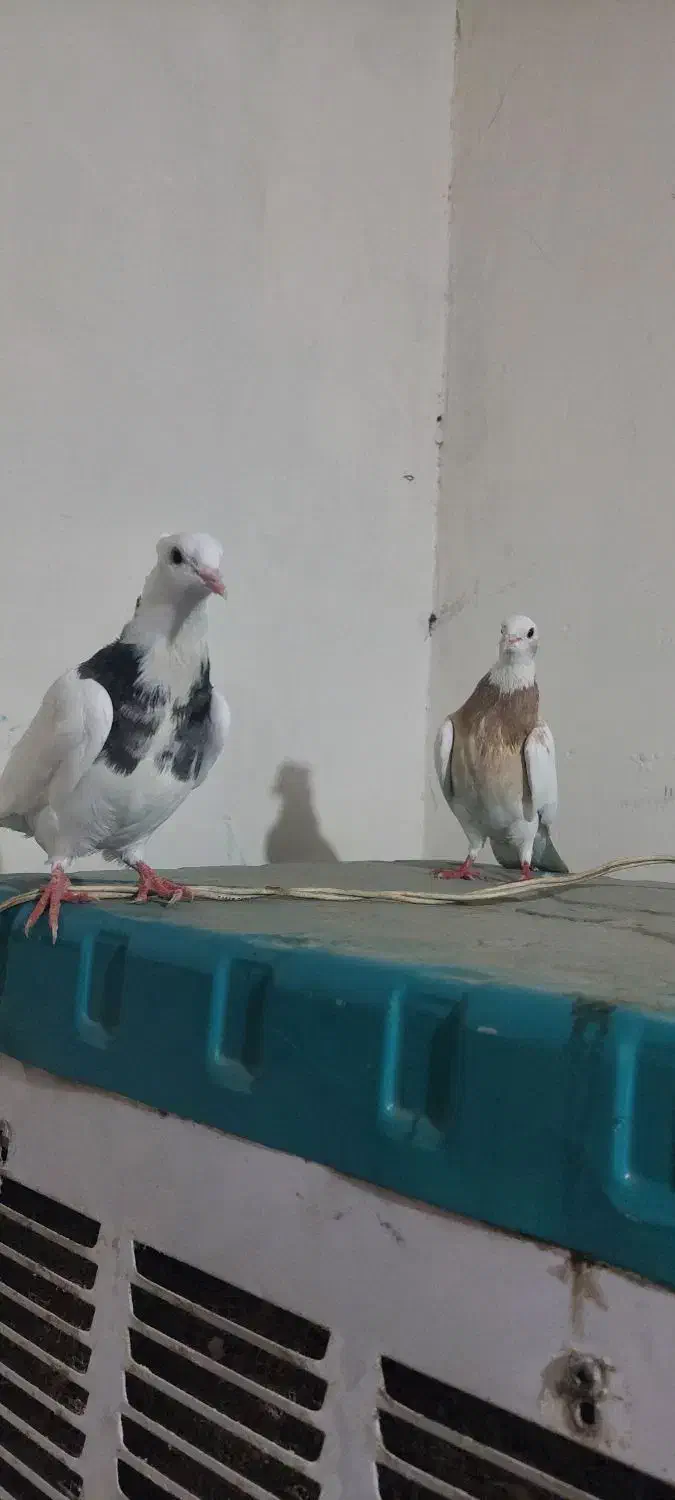 کبوتر|پرنده|کرمانشاه, |دیوار