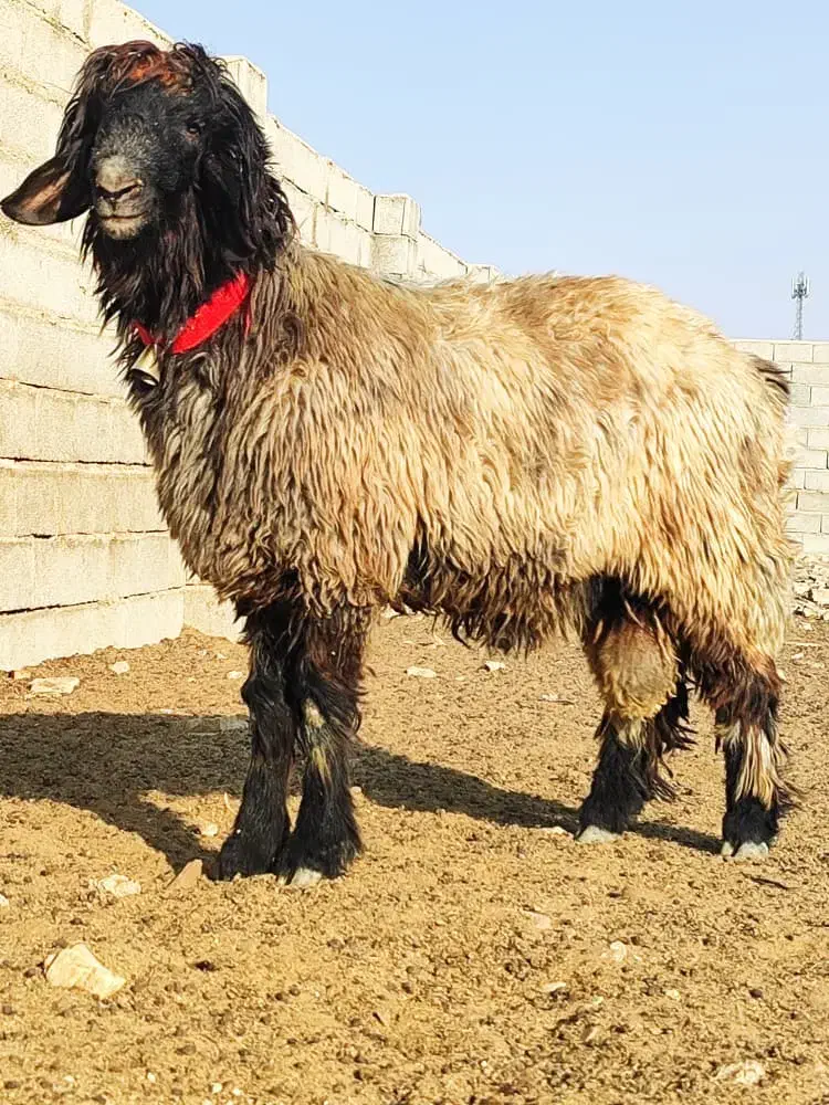 بره قوچی|حیوانات مزرعه|شیراز, گچی|دیوار