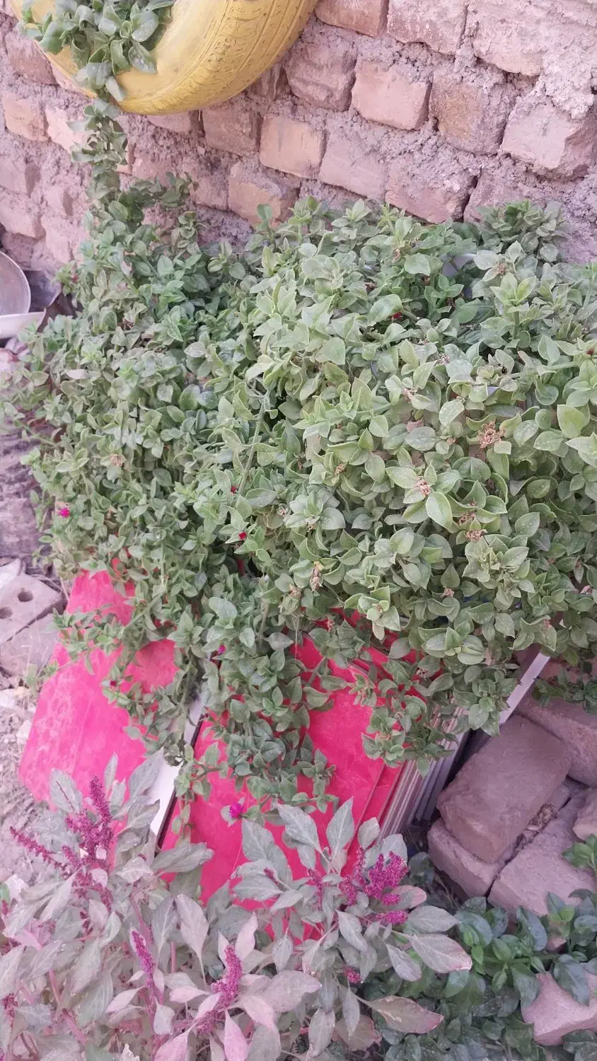 گل گیاهی شاداب|گل و گیاه طبیعی|تربتحیدریه, شهرک ولیعصر|دیوار