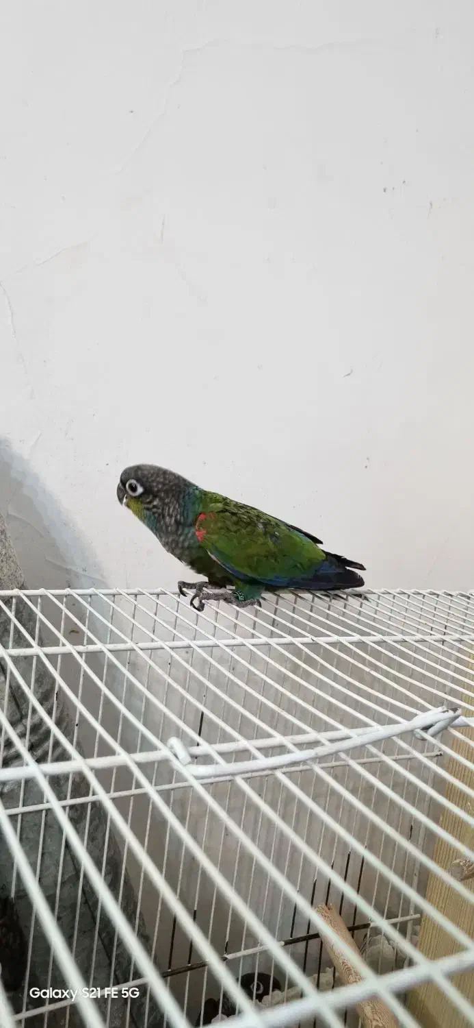 جوجه کریمسون داخلی نر و ماده|پرنده|مشهد, کارمندان دوم|دیوار