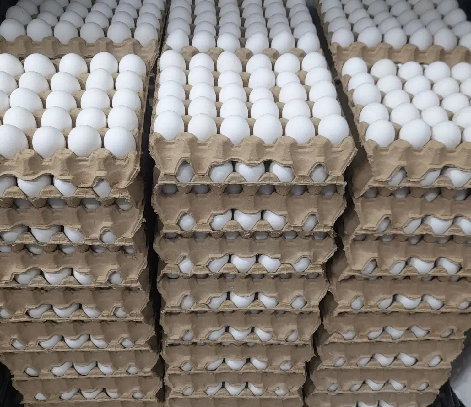 پخش تخم مرغ ساری|خوردنی و آشامیدنی|ساری, |دیوار