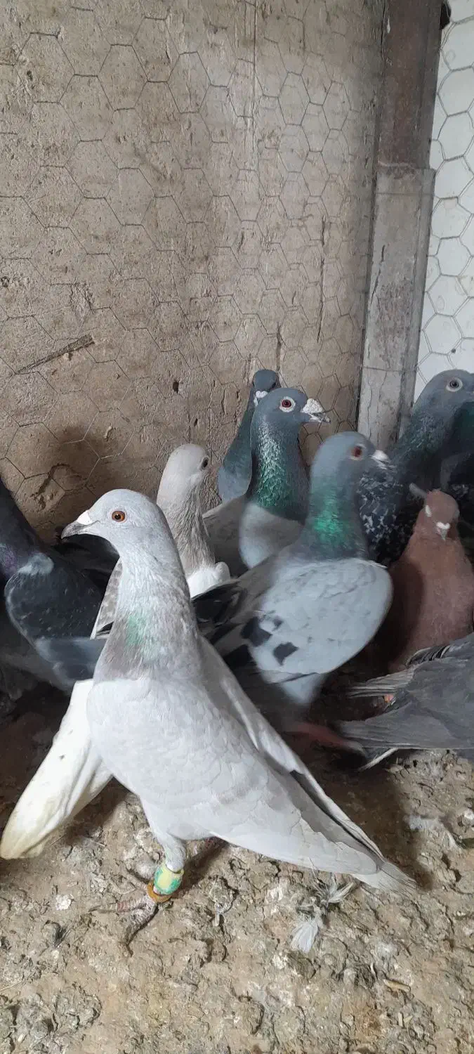 ۳۰تا کفتر بوم زدوخوردی تبعیدی|پرنده|مشهد, کوشش|دیوار