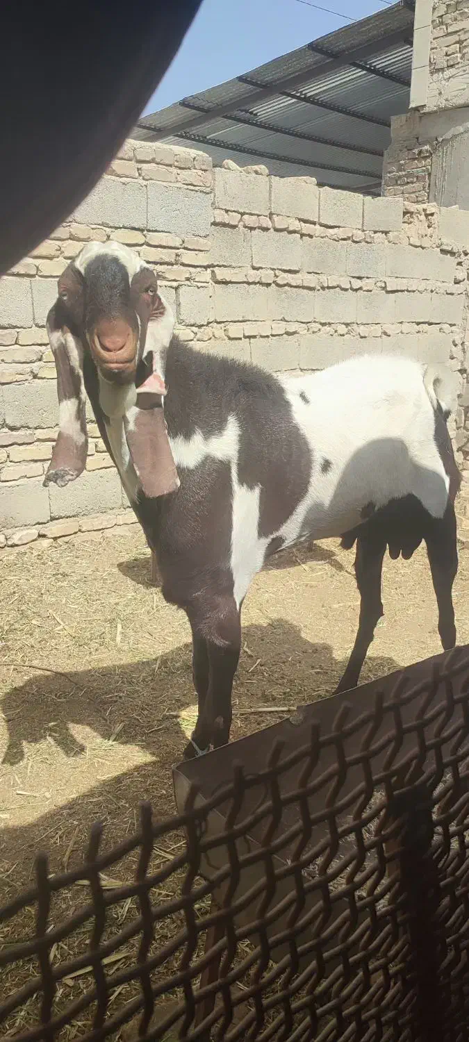 پاچن|حیوانات مزرعه|سراوان, |دیوار