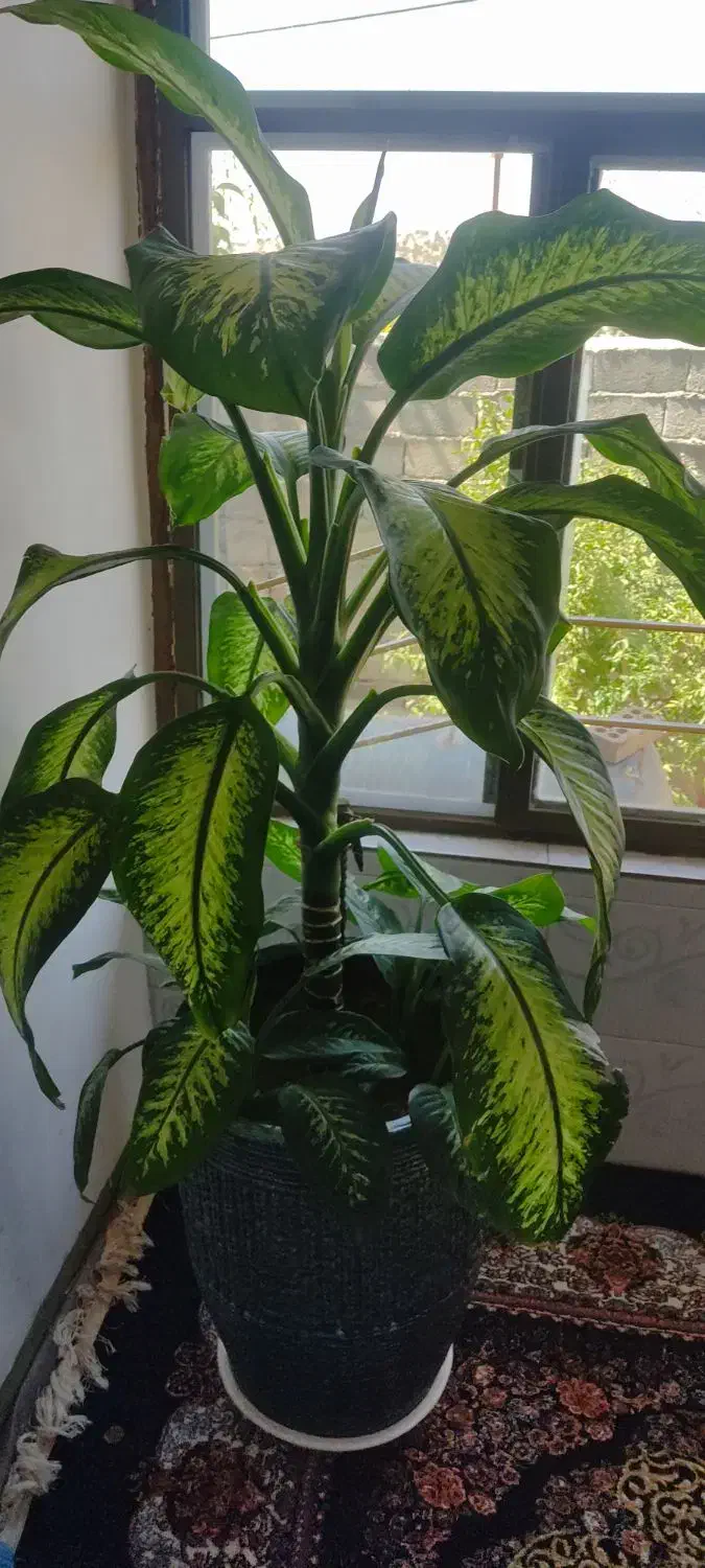 گل دیفن|گل و گیاه طبیعی|بانه, |دیوار