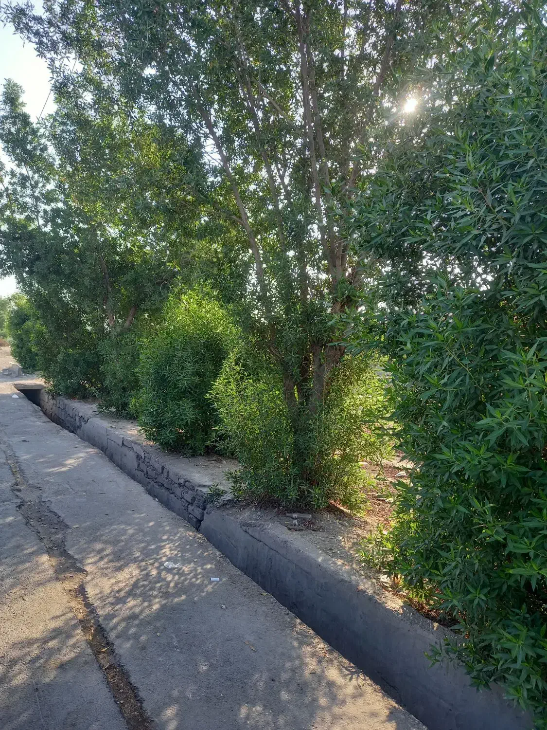 چوب و درخت خریدارم|خدمات باغبانی و درختکاری|بهبهان, |دیوار