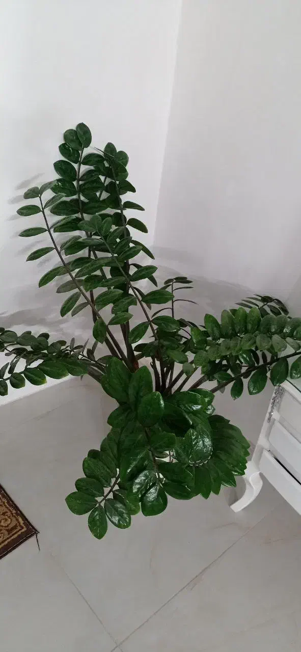 گل زامیفولیا بزرگ و شاداب|گل و گیاه طبیعی|بجنورد, |دیوار