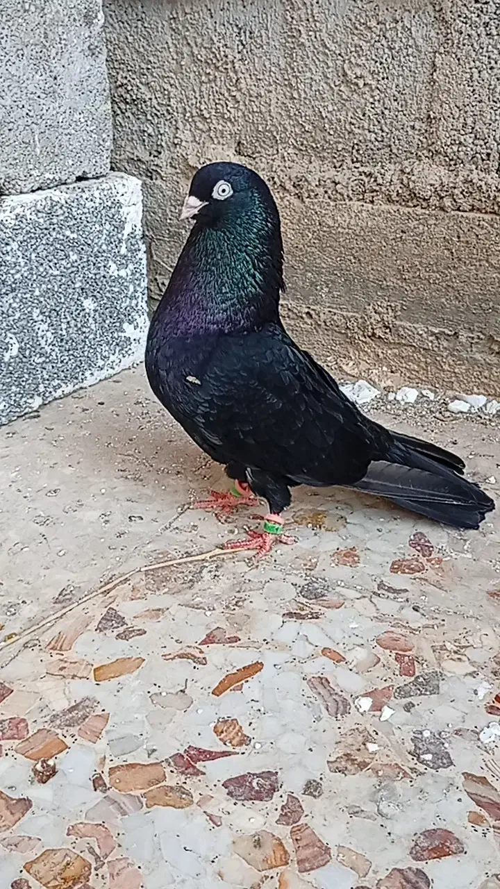 زاغ‌آبدانی‌اصل نر|پرنده|بندر گناوه, |دیوار