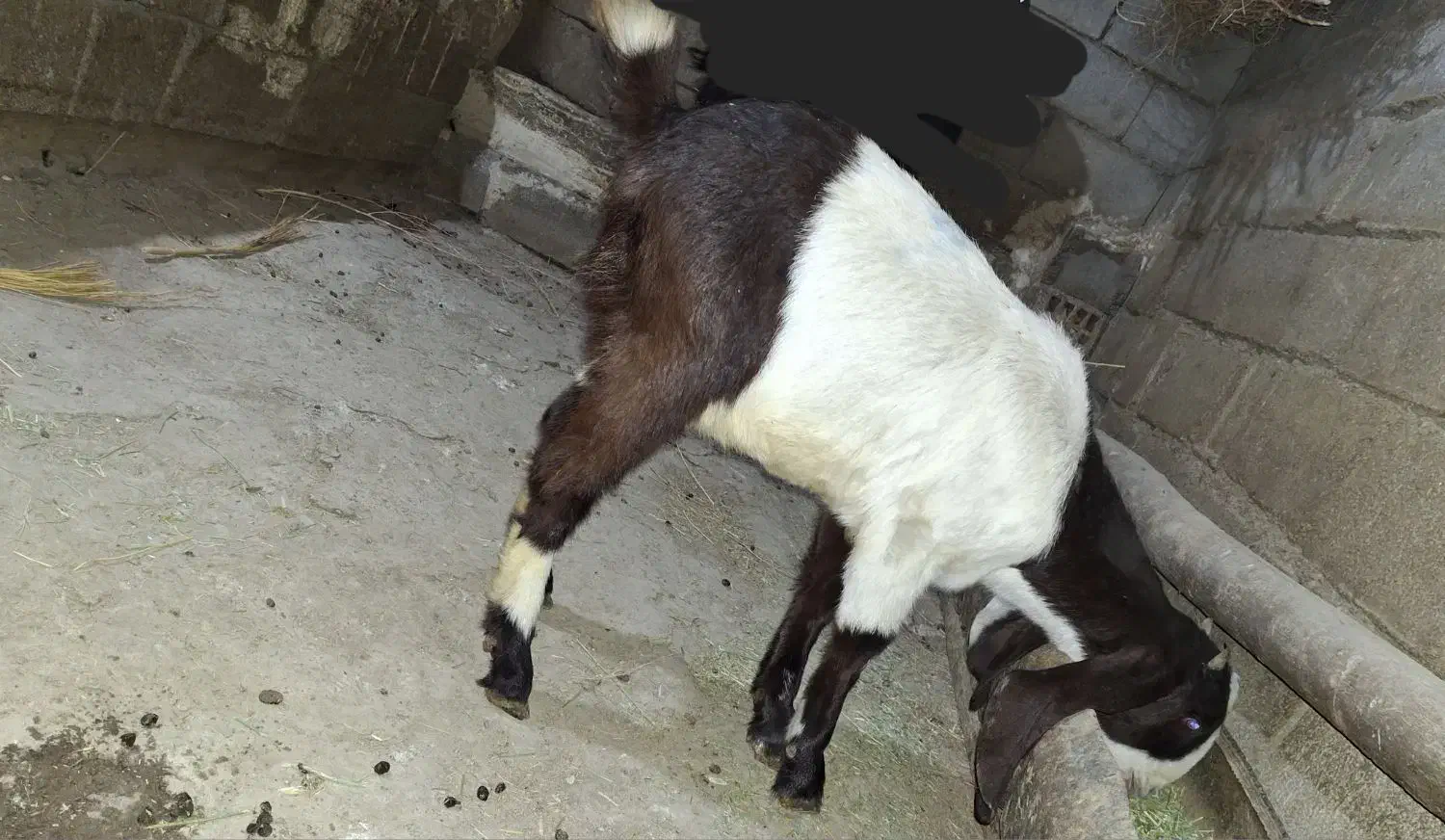 عربی گلابی اصل|حیوانات مزرعه|بیستون, |دیوار