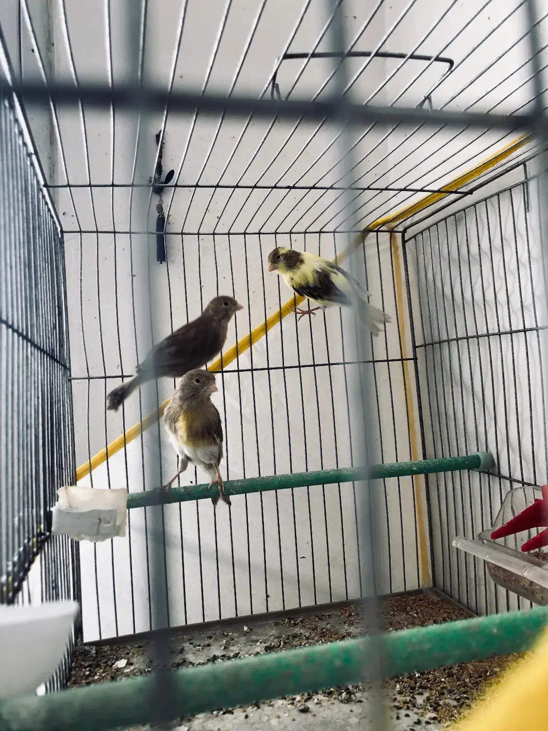 سهره نر|پرنده|قم, باغ شریفی|دیوار