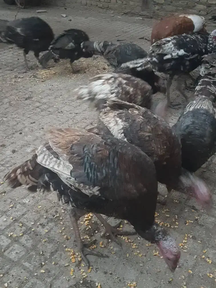 بوقلمون ارگانیک|حیوانات مزرعه|اهر, |دیوار