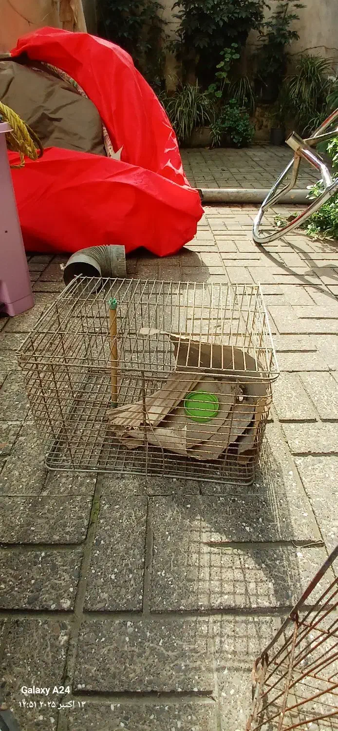 قفس جوجه مرغ عشق خرگوش مینا|لوازم جانبی حیوانات|رشت, اسماعیل آباد|دیوار
