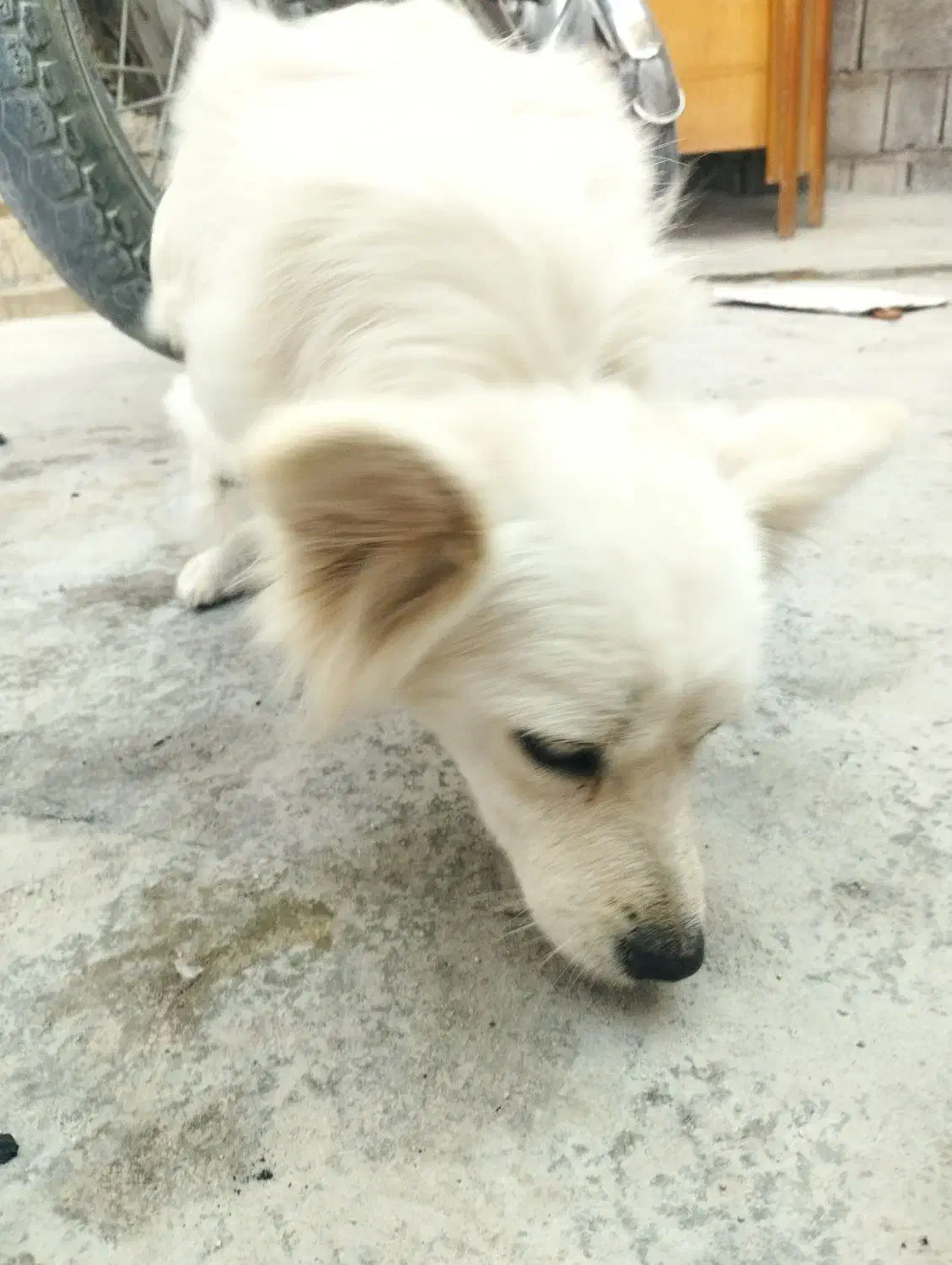 سگ پشمالو|سگ|برازجان, |دیوار