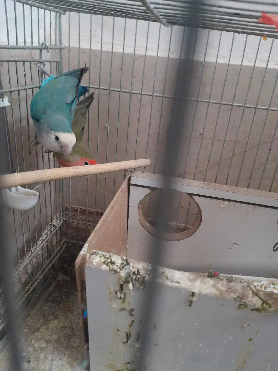 کوتوله|پرنده|اصفهان, امامزاده اسماعیل|دیوار