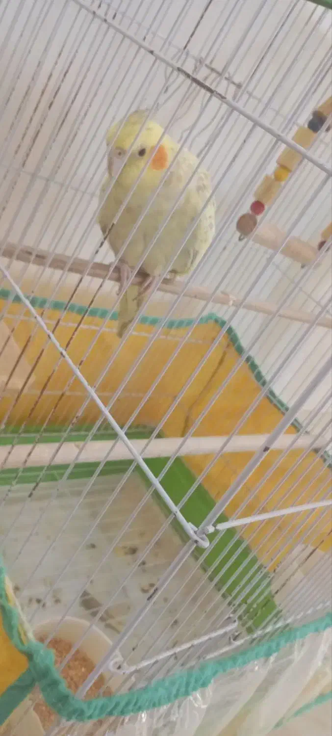 عروس هلندی نر|پرنده|گرمی, |دیوار