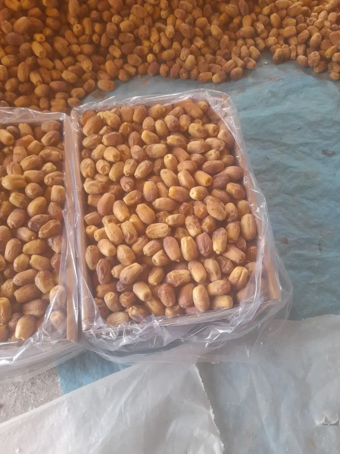 خرما تازه بلوچستان با ارزانترین قیمت به فروش میرود|عمدهفروشی|نشتارود, |دیوار