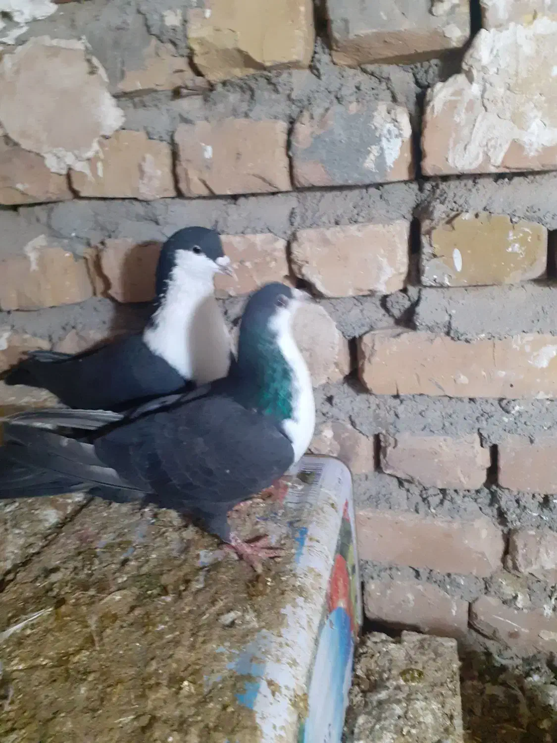 کفتر|پرنده|فریمان, |دیوار