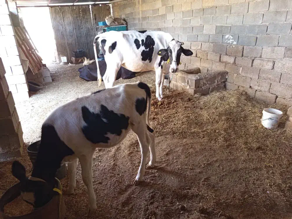 گاو خارجی با گوسالش|حیوانات مزرعه|رامشیر, |دیوار