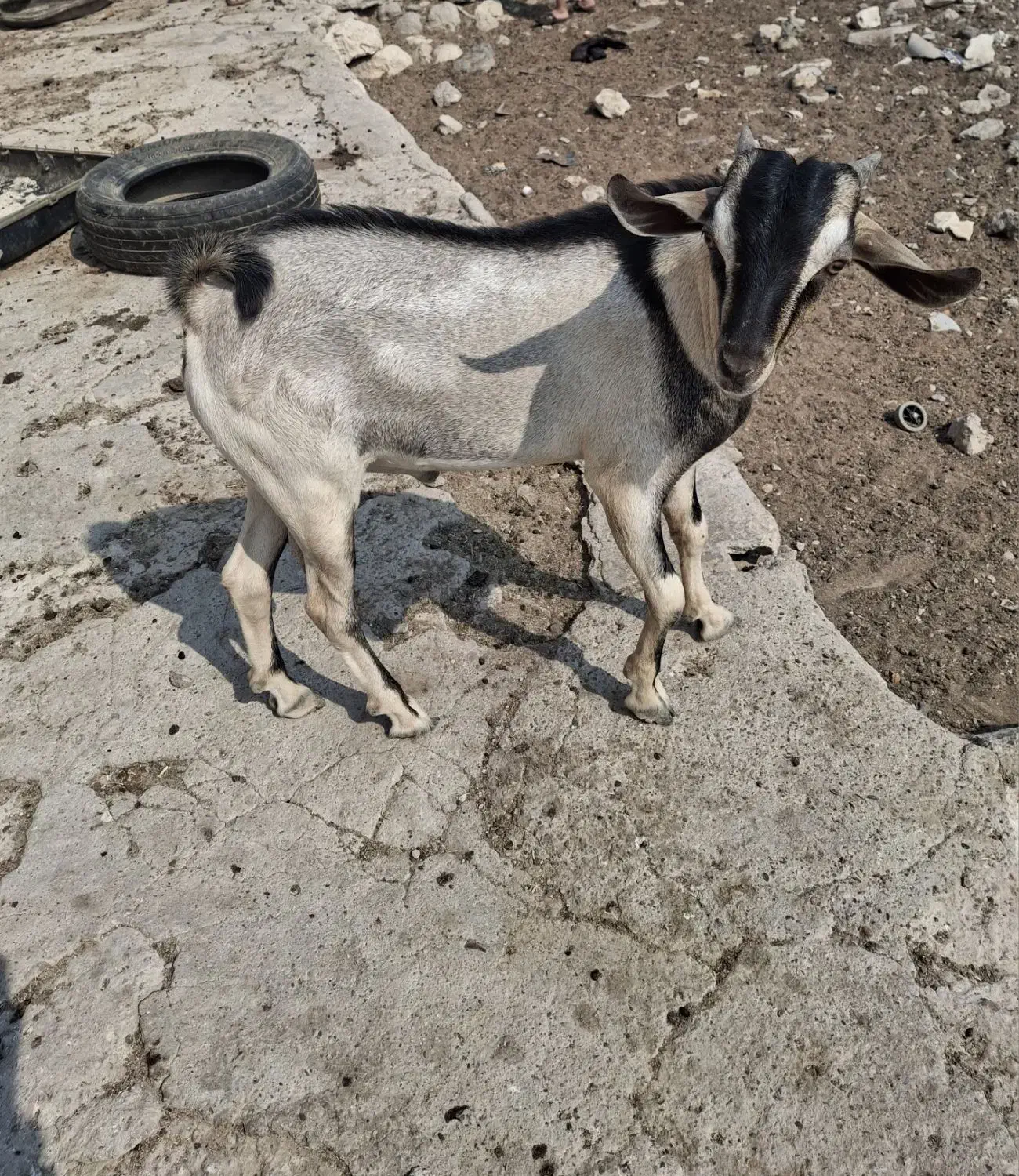 کهره نر دوقلو|حیوانات مزرعه|خمیر, |دیوار