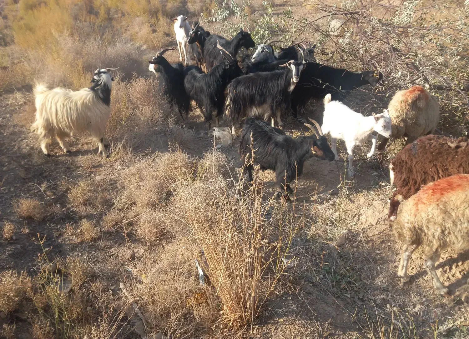 بره بزغاله بز گوسفند میش|حیوانات مزرعه|کاشان, راوند|دیوار