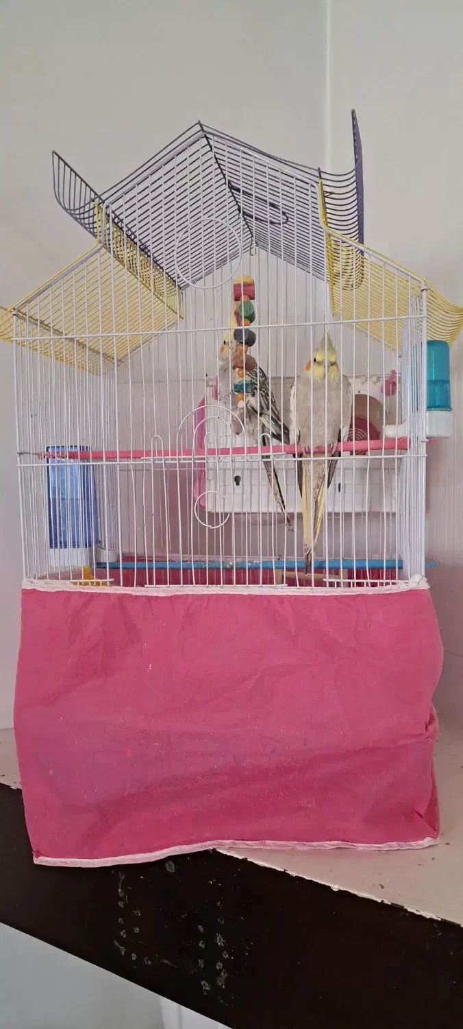 عروس هلندی|پرنده|کوهدشت, |دیوار