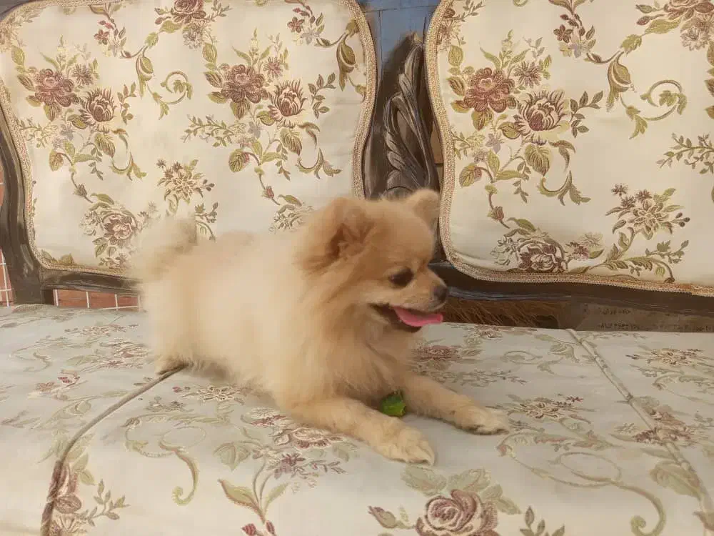 سلام پاور روباهی واکسن خورده خونگی ب فروش میرسد|سگ|درگزین, |دیوار