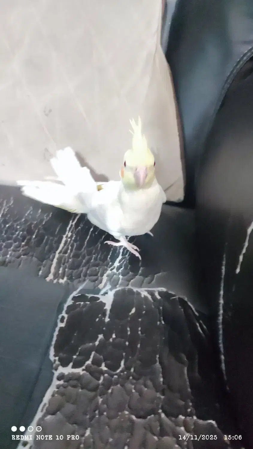 ۲تا عروس هلندی ۲ماه ونیم و ۱عروس هلندی ۴ماهه|پرنده|رباطکریم, رباطکریم|دیوار